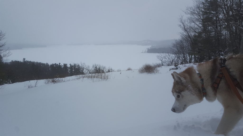 Frozen Lake, Husky And Snow In Winter